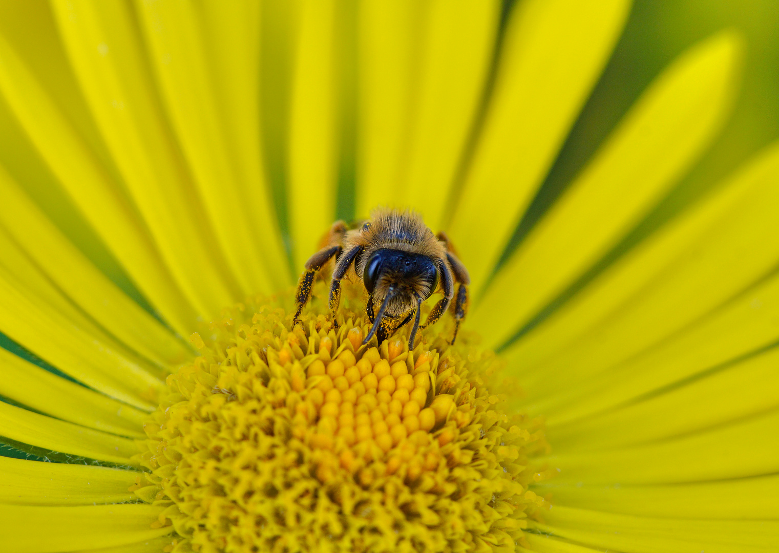 Bienchen beim futtern