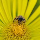 Bienchen beim futtern