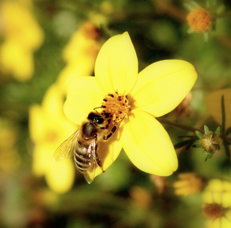 Bienchen beim Mittagessen