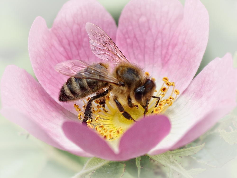 Bienchen beim naschen....