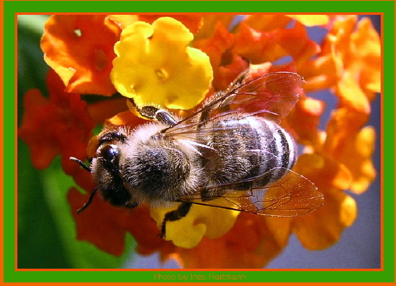 Bienchen beim Nektar schlürfen