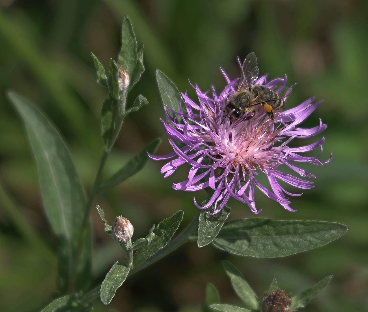 Bienchen beim Nektarsuchen