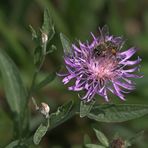 Bienchen beim Nektarsuchen