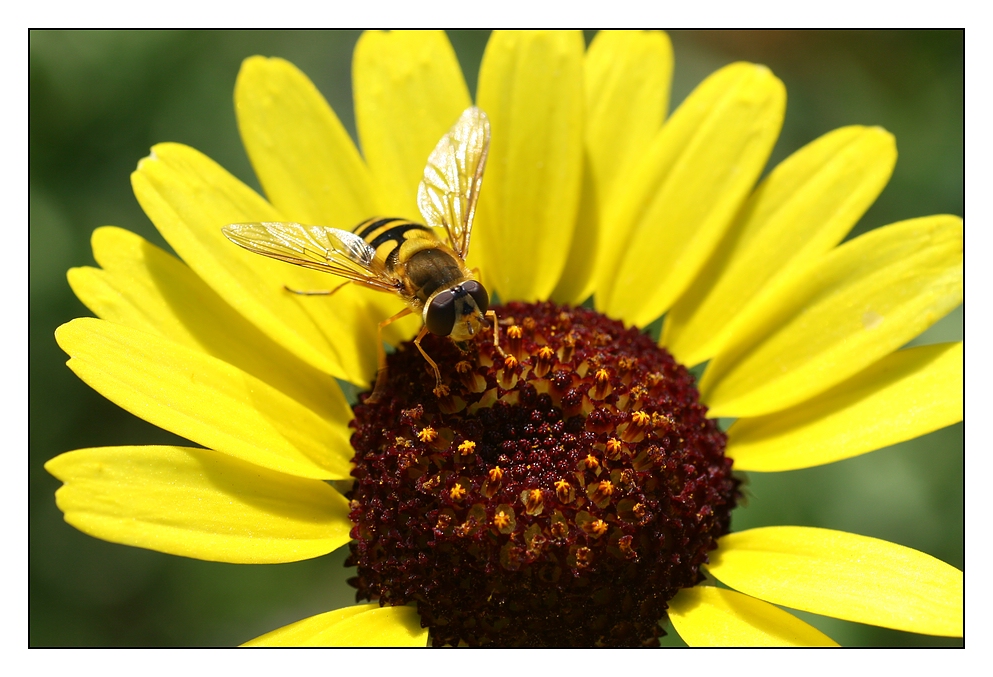 Bienchen beim Sonnen!