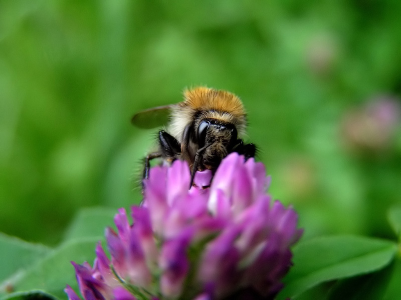 Bienchen beim Zapfen...