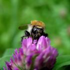 Bienchen beim Zapfen...