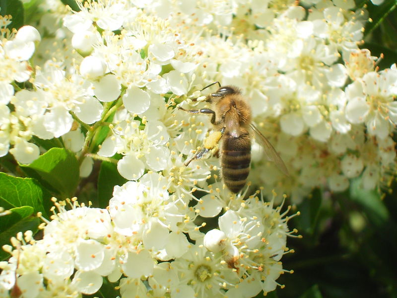 Bienchen...