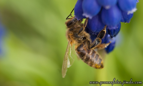 Bienchen, Bienchen...