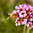 bienchen bienchen