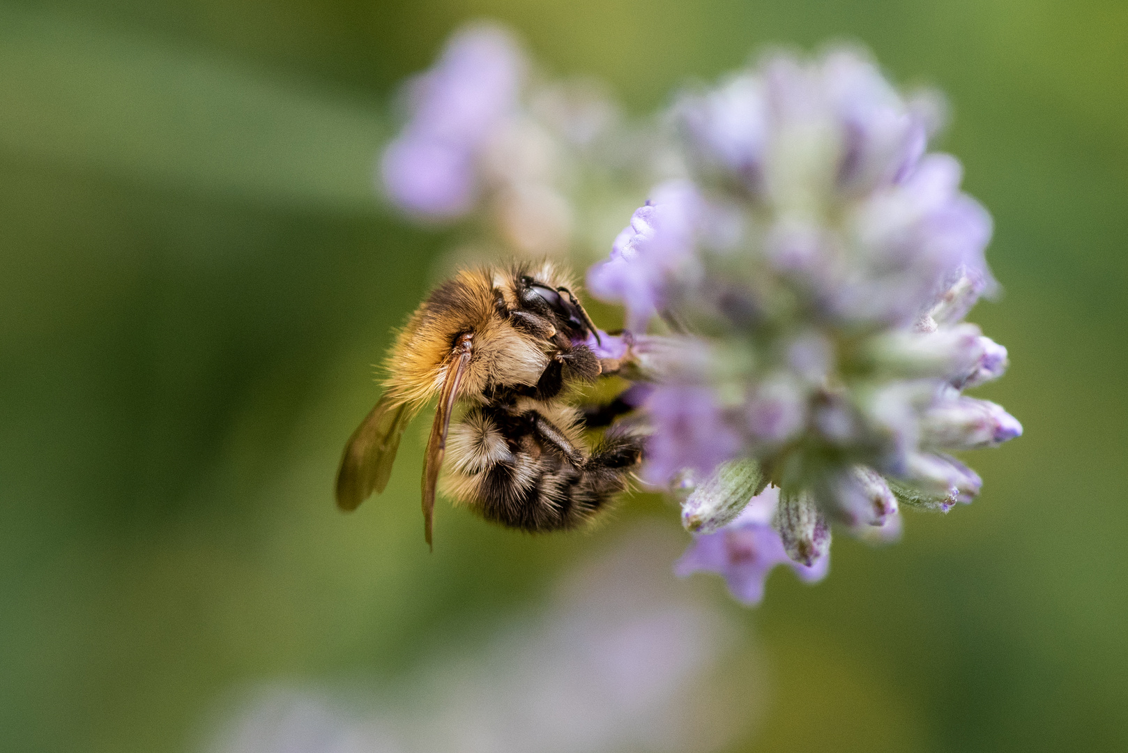 Bienchen, Bienchen an der Blume