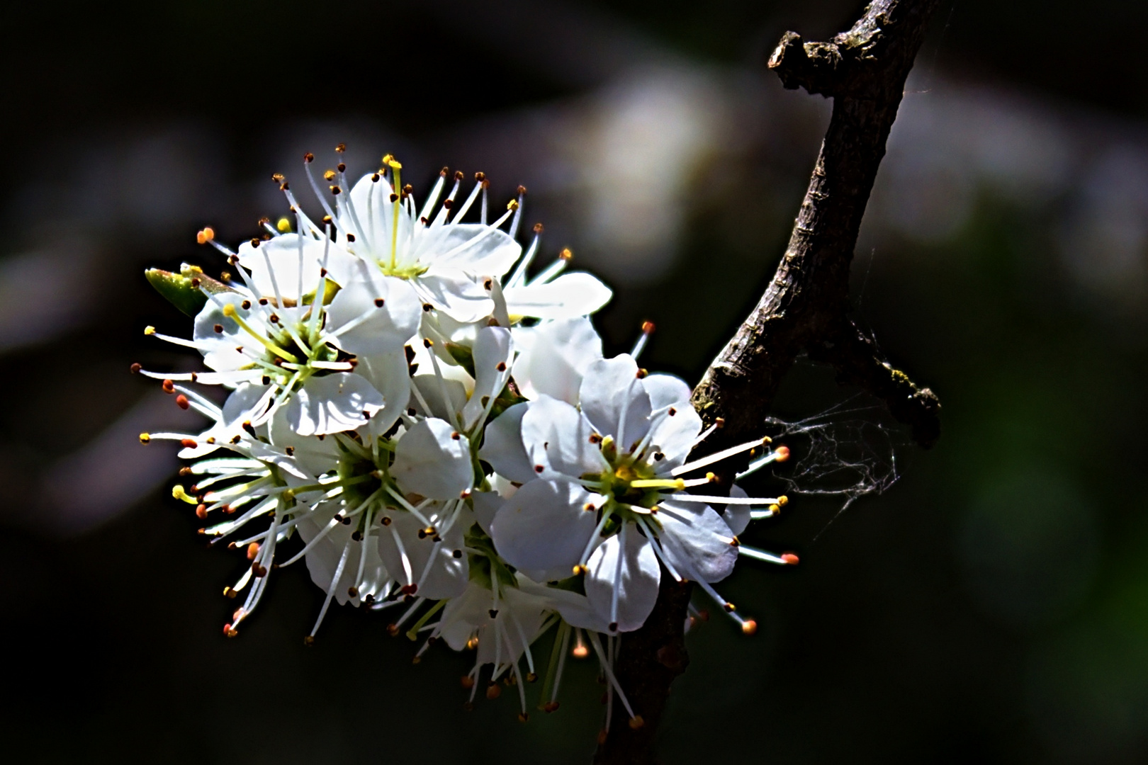 Bienchen, Bienchen ...