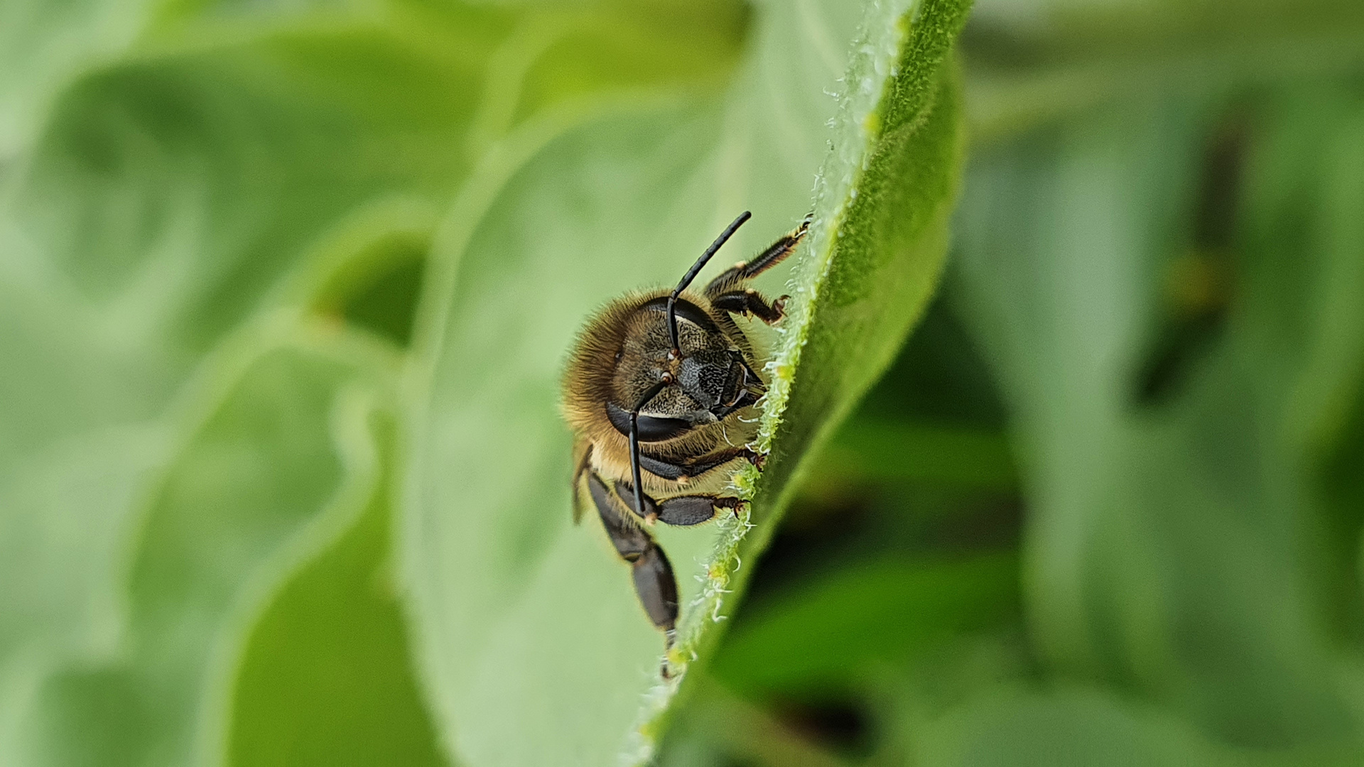 Bienchen , Bienchen...