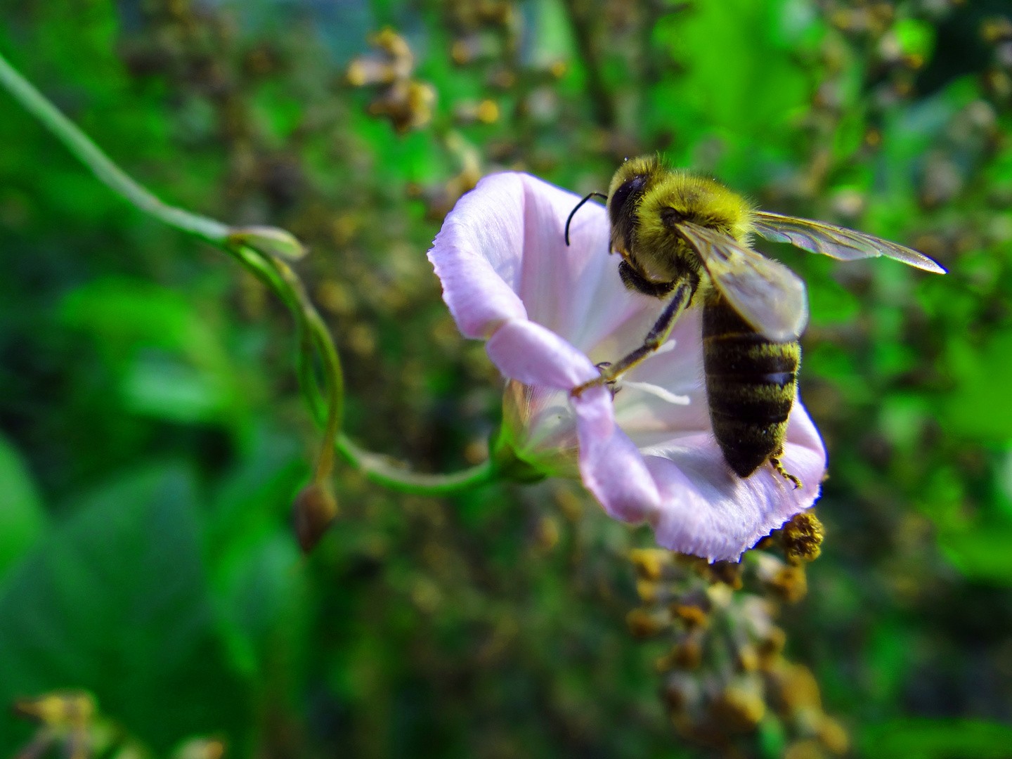 Bienchen Bienchen Gib Mir Honig Bienchen Bienchen Gib Mir Honig