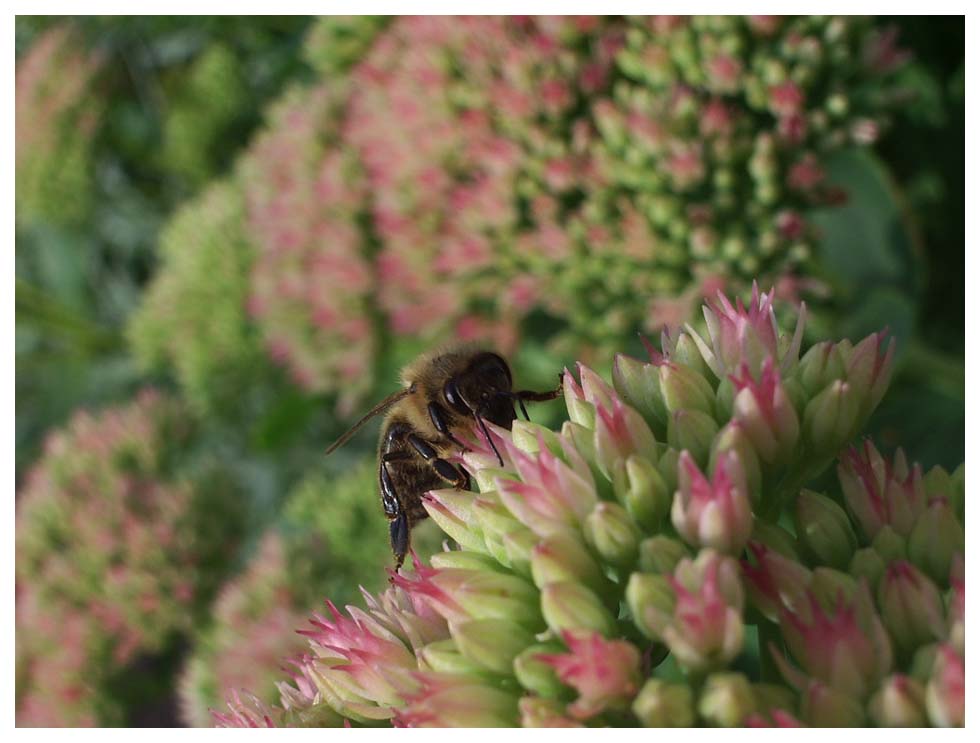 "Bienchen, Bienchen gib mir Honig..."