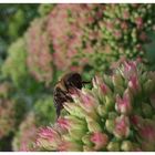 "Bienchen, Bienchen gib mir Honig..."