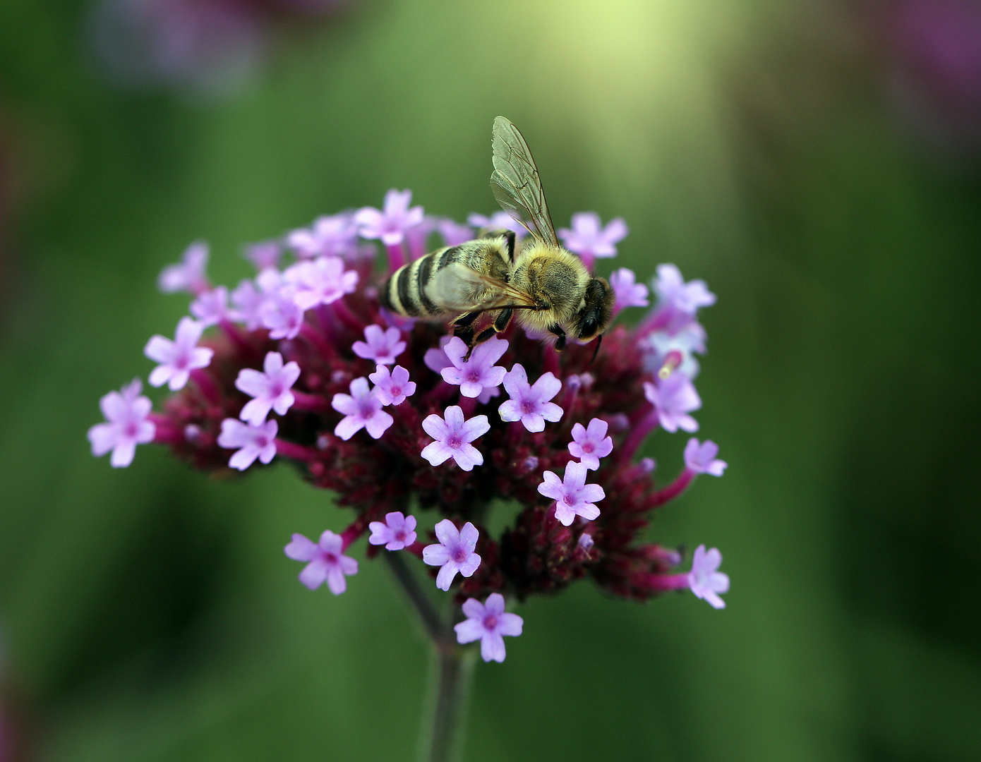 Bienchen & Blümchen