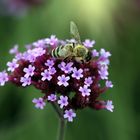 Bienchen & Blümchen