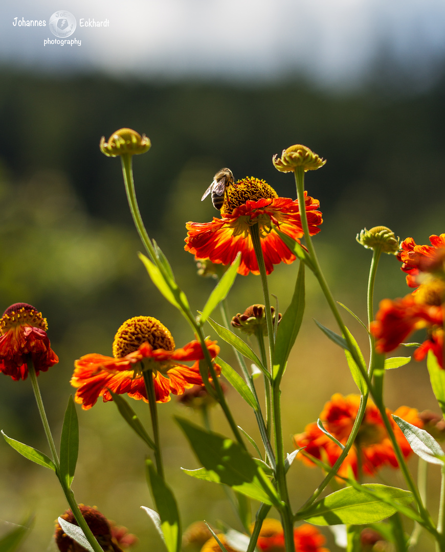 Bienchen & Blümchen