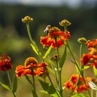 Bienchen & Blümchen