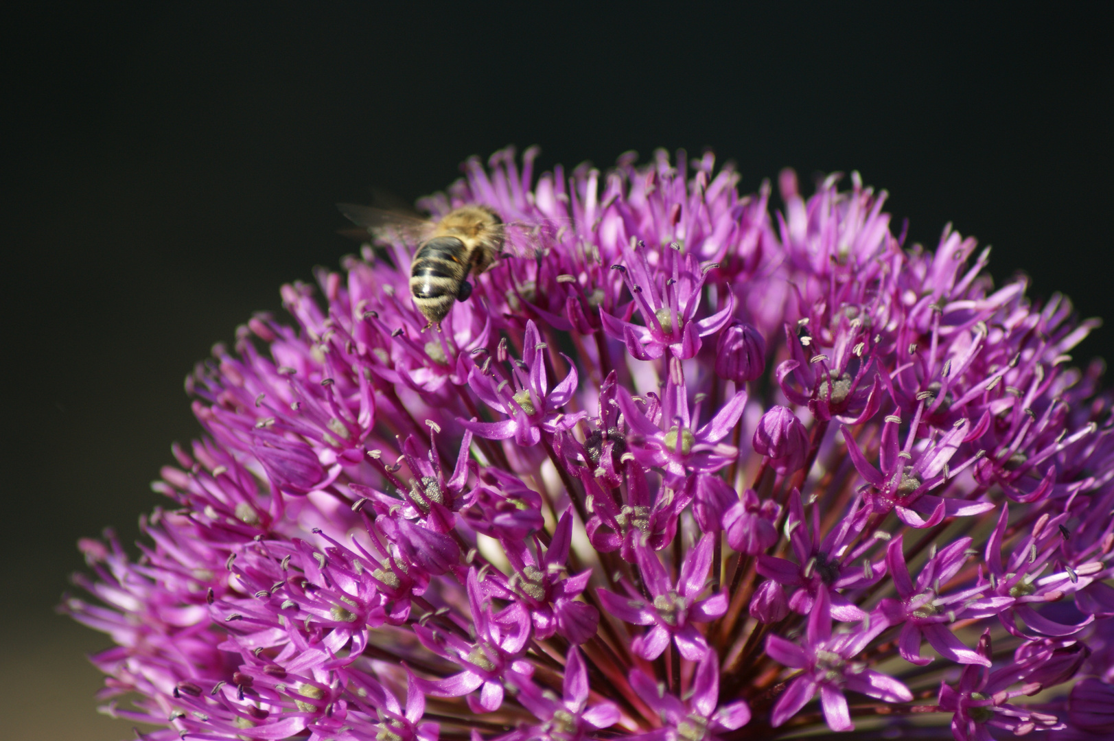 Bienchen & Blümchen