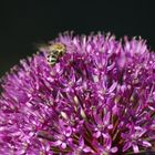 Bienchen & Blümchen