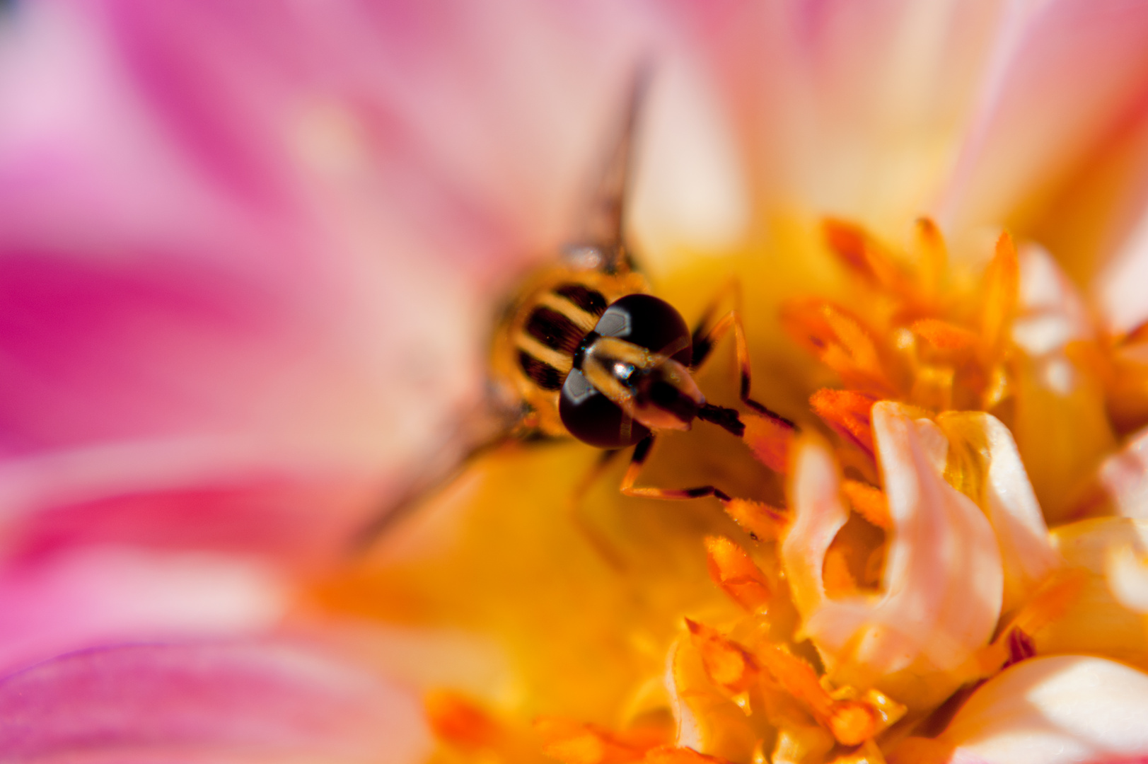 Bienchen & Blümchen