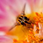 Bienchen & Blümchen