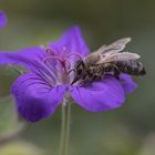 Bienchen, Blümchen, 60mm III