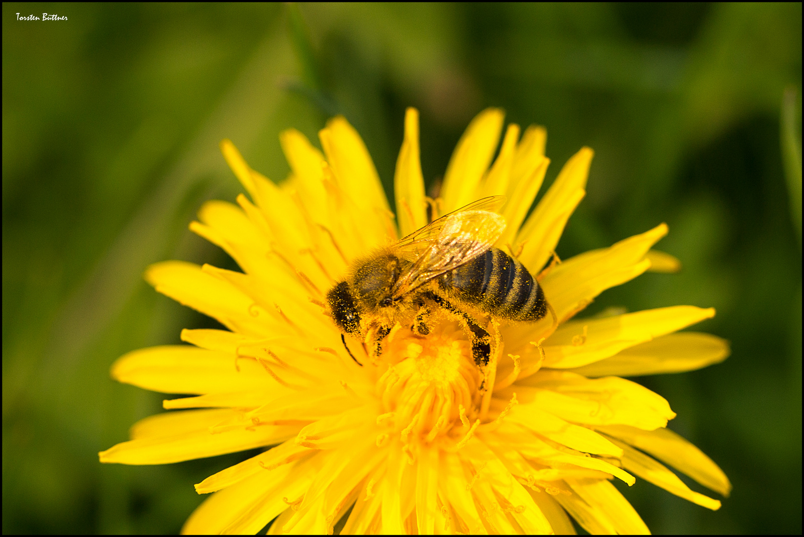 Bienchen, Blümchen....