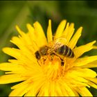 Bienchen, Blümchen....