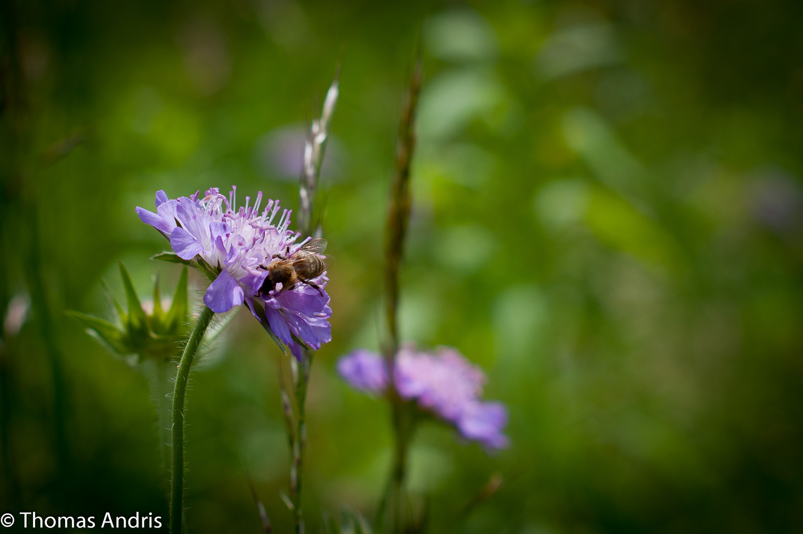 Bienchen & Blümchen