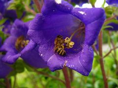 Bienchen & Blümchen