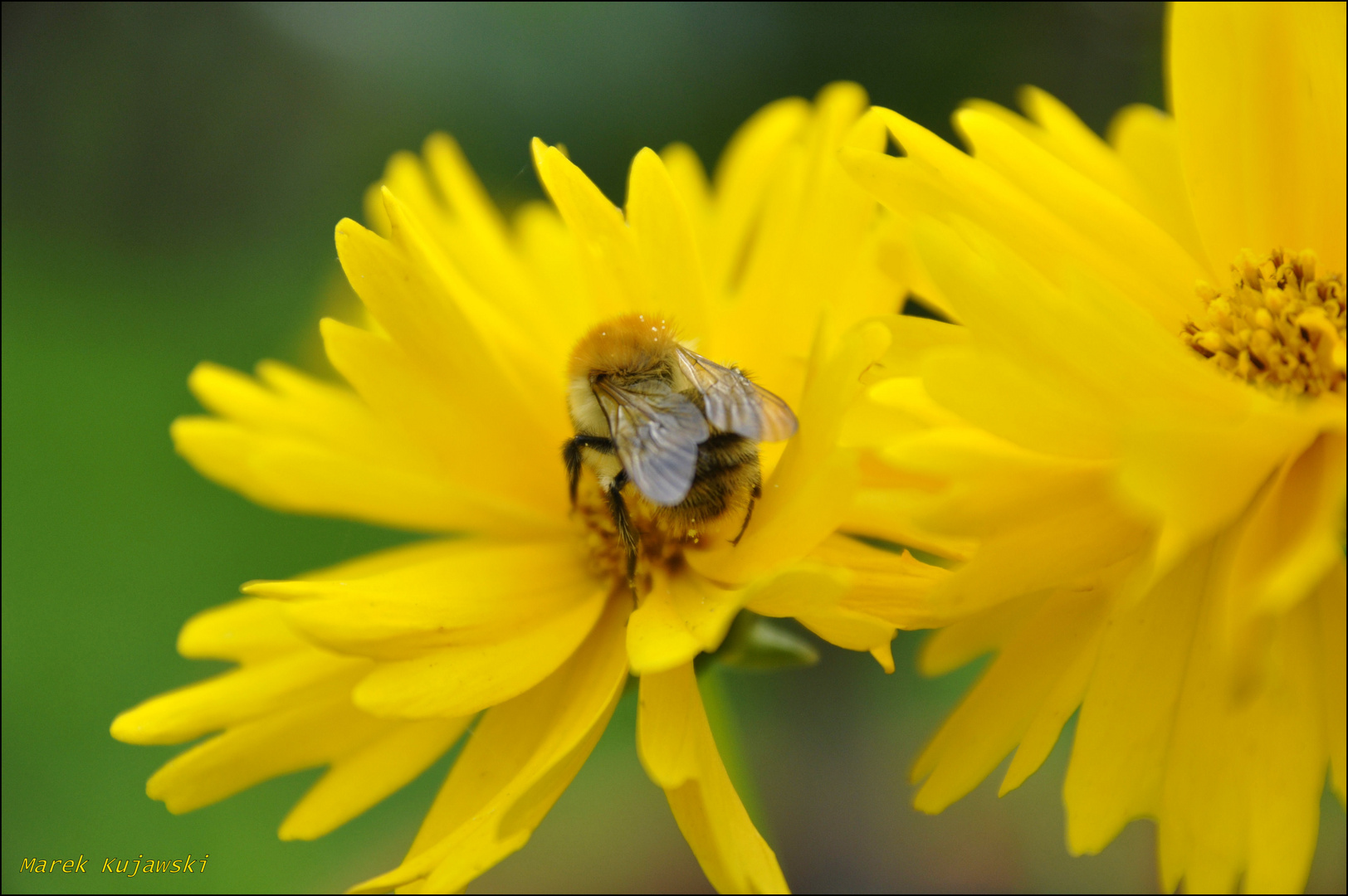 Bienchen & Blümchen