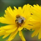 Bienchen & Blümchen