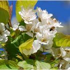 Bienchen& Blümchen