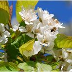 Bienchen& Blümchen