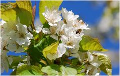 Bienchen& Blümchen