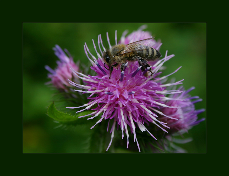 Bienchen & Blümchen