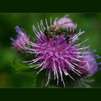 Bienchen & Blümchen