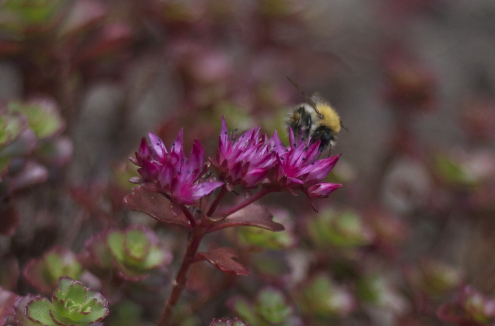 Bienchen & Blümchen :D