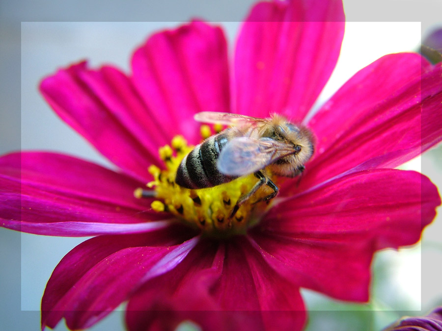 Bienchen & Blümchen