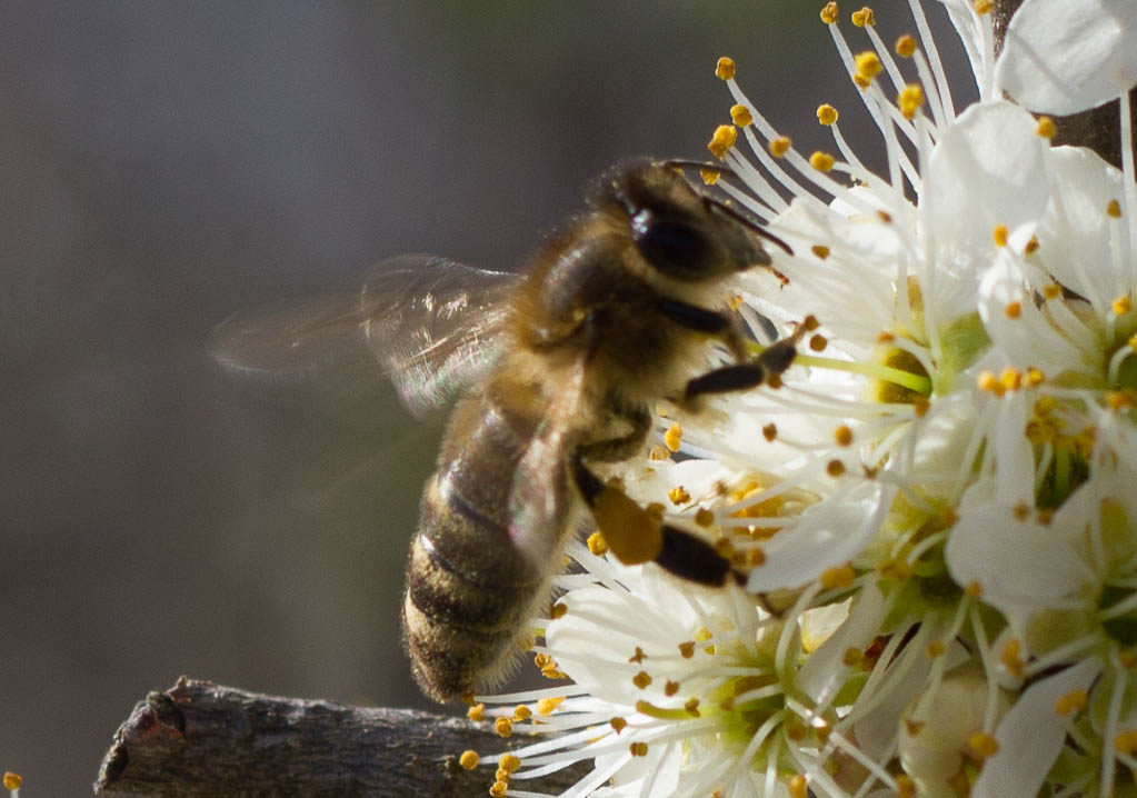 Bienchen & Blümchen I