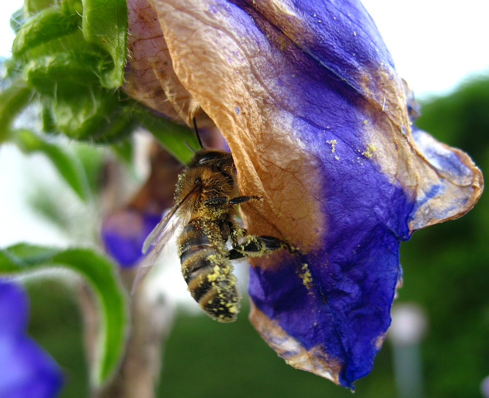 Bienchen & Blümchen II