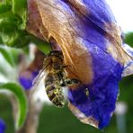 Bienchen & Blümchen II