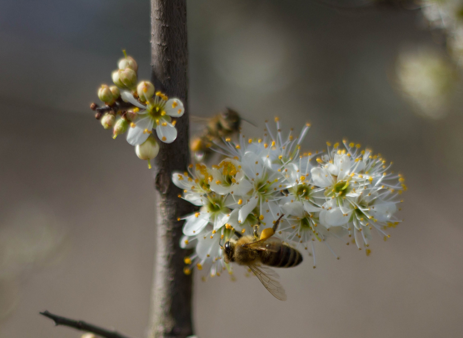 Bienchen & Blümchen II