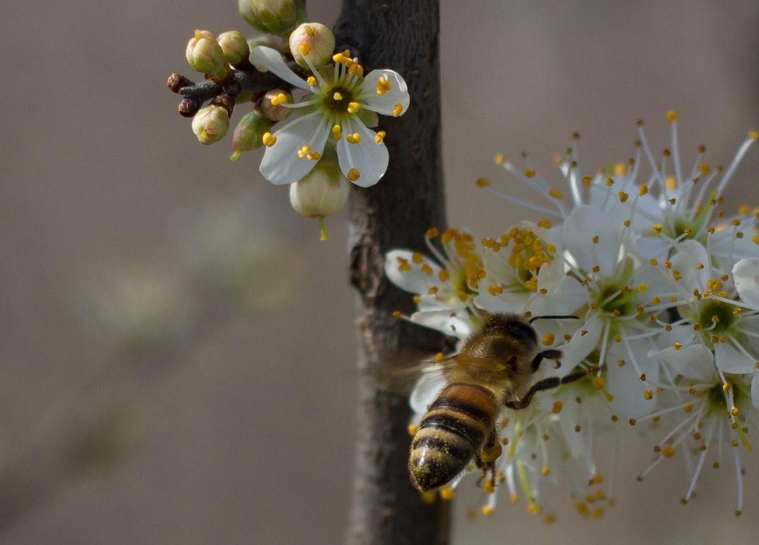 Bienchen & Blümchen IIII