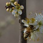 Bienchen & Blümchen IIII