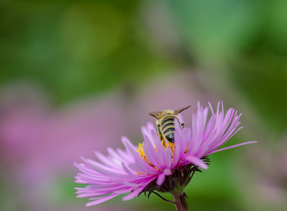 Bienchen