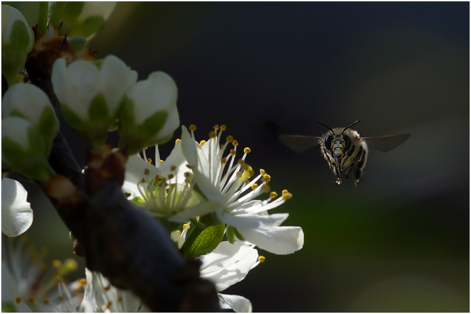 Bienchen