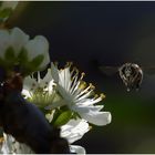 Bienchen